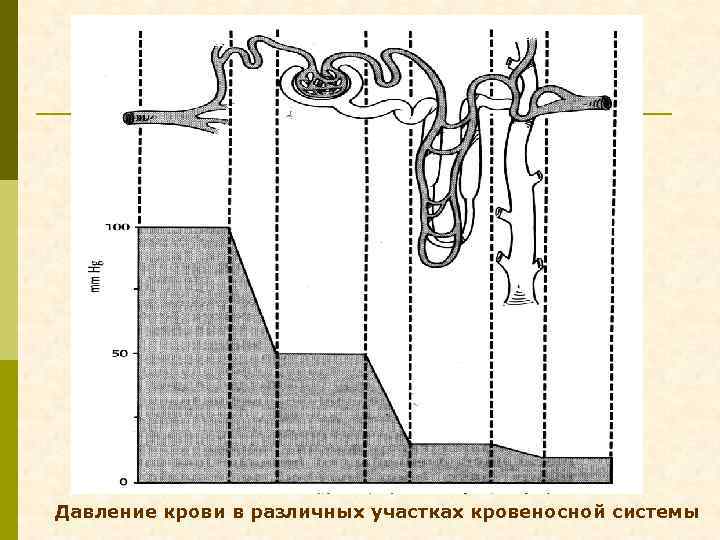 Давление крови в различных участках кровеносной системы 