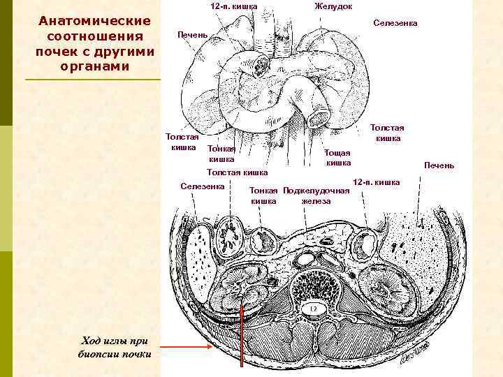 Мужчин анатомия кишки почки. Соотношение почка селезенка. Анатомические отношения. 12 п кишка