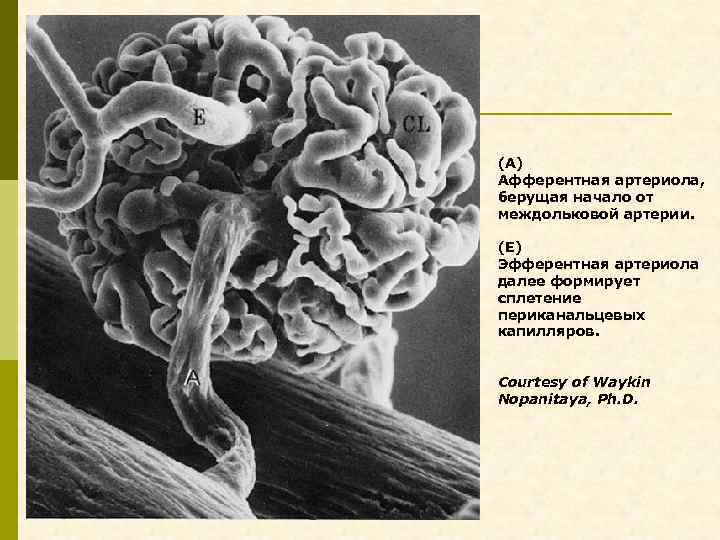 (А) Афферентная артериола, берущая начало от междольковой артерии. (Е) Эфферентная артериола далее формирует сплетение