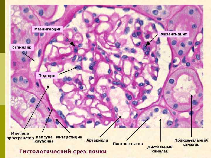 Мезангиоцит Капилляр Подоцит Мочевое пространство Капсула Интерстиций клубочка Артериола Гистологический срез почки Плотное пятно