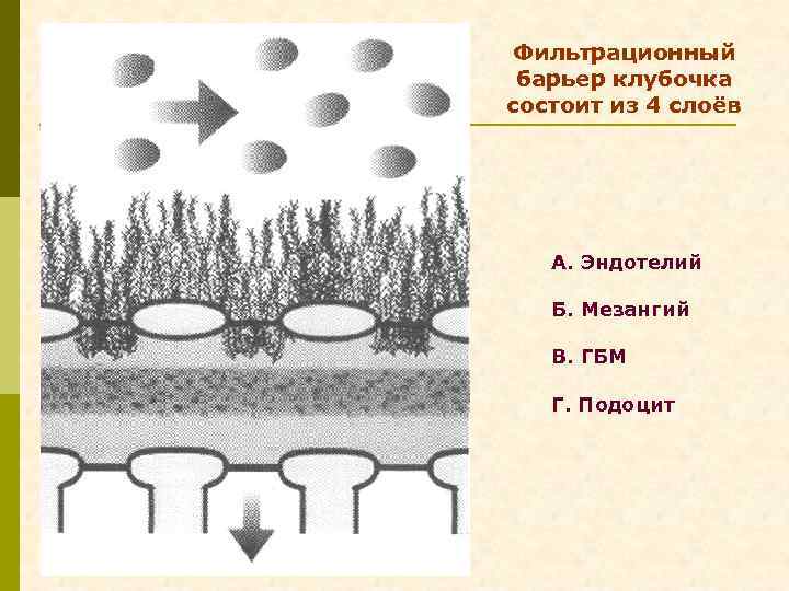 Фильтрационный барьер клубочка состоит из 4 слоёв А. Эндотелий Б. Мезангий В. ГБМ Г.