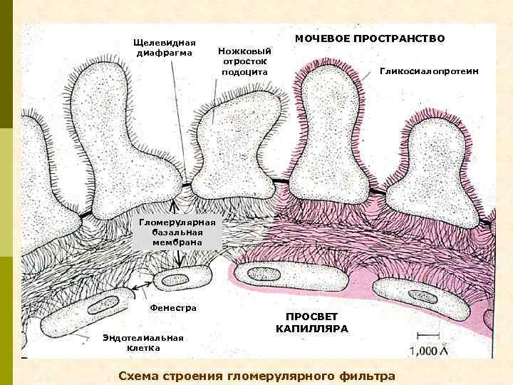 Щелевидная диафрагма МОЧЕВОЕ ПРОСТРАНСТВО Ножковый отросток подоцита Гликосиалопротеин Гломерулярная базальная мембрана Фенестра Эндотелиальная клетка