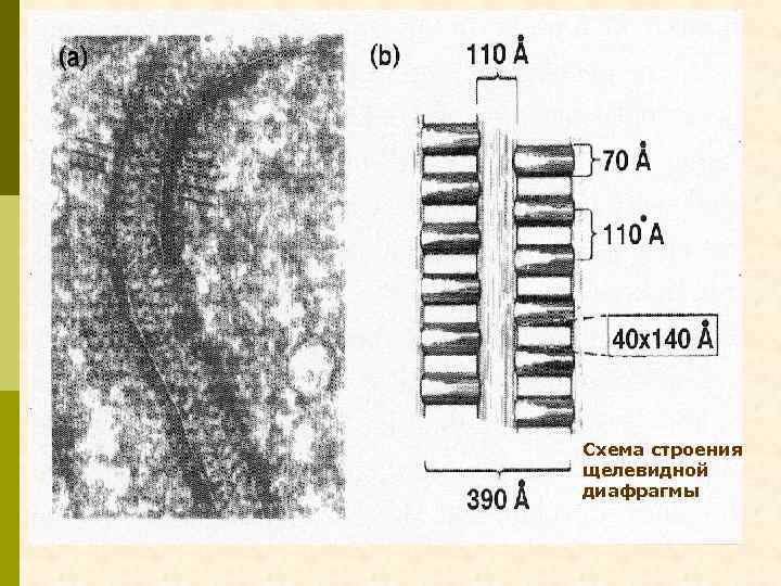 Схема строения щелевидной диафрагмы 