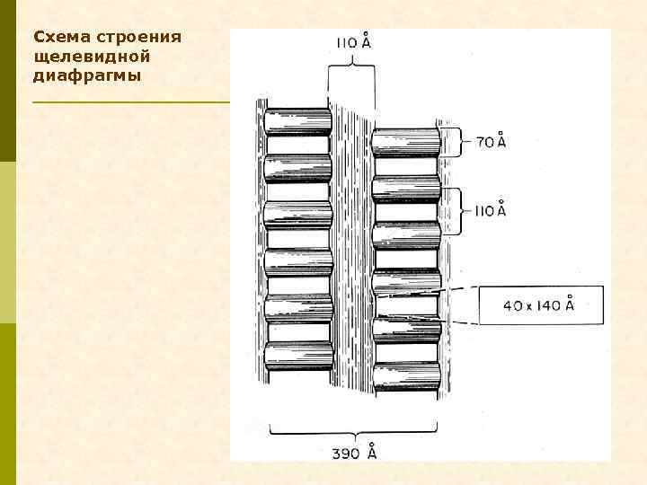 Схема строения щелевидной диафрагмы 