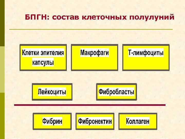 БПГН: состав клеточных полулуний 