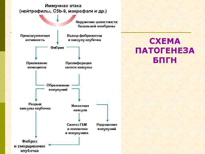 Иммунная атака (нейтрофилы, С 5 b-9, макрофаги и др. ) Нарушение целостности базальной мембраны