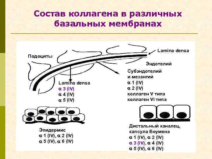 Состав коллагена в различных базальных мембранах Lamina densa Подоциты Эндотелий Lamina densa 3 (IV)