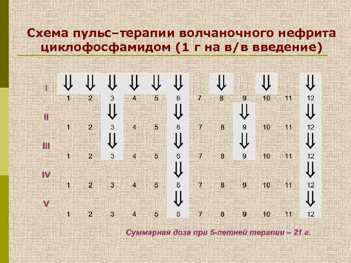 Схема пульс–терапии волчаночного нефрита циклофосфамидом (1 г на в/в введение) 