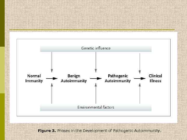 Figure 3. Phases in the Development of Pathogenic Autoimmunity. 