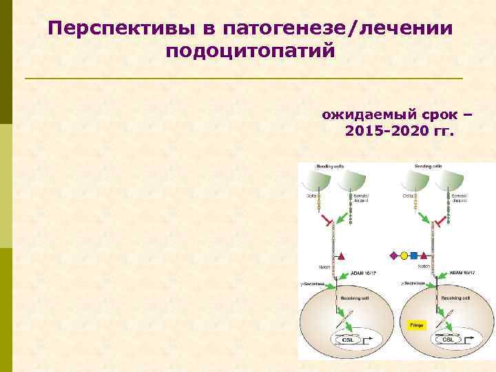 Перспективы в патогенезе/лечении подоцитопатий ожидаемый срок – 2015 -2020 гг. 