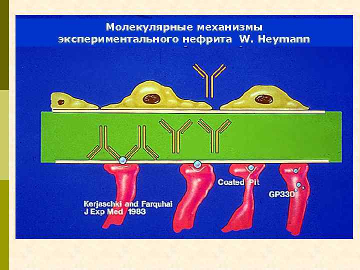 Молекулярные механизмы экспериментального нефрита W. Heymann 