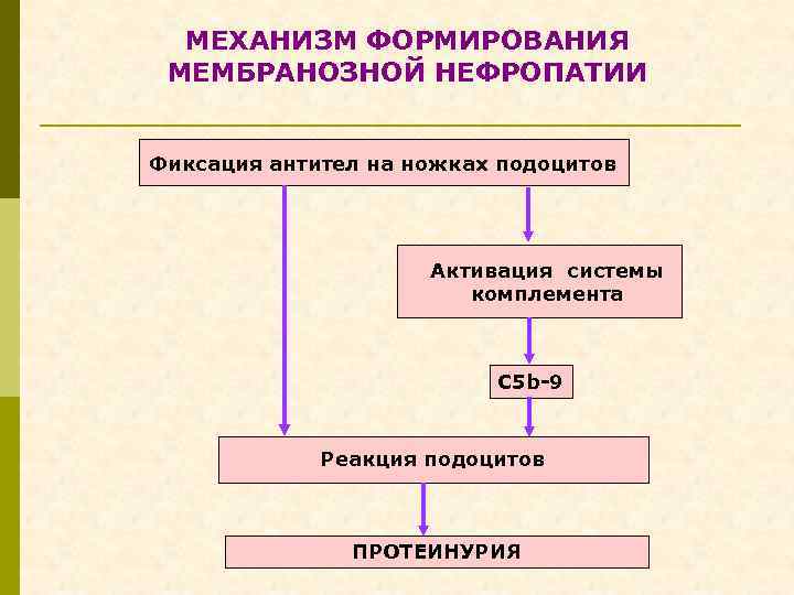 МЕХАНИЗМ ФОРМИРОВАНИЯ МЕМБРАНОЗНОЙ НЕФРОПАТИИ Фиксация антител на ножках подоцитов Активация системы комплемента С 5