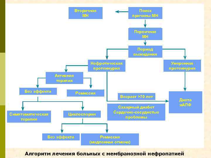 Вторичная МН Поиск причины МН Первичная МН Период выжидания Нефротическая протеинурия Умеренная протеинурия Активная
