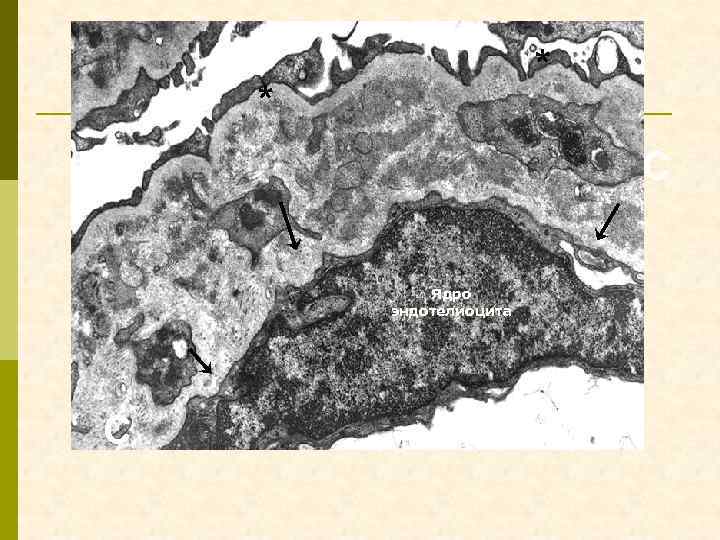 * * C Ядро эндотелиоцита C 