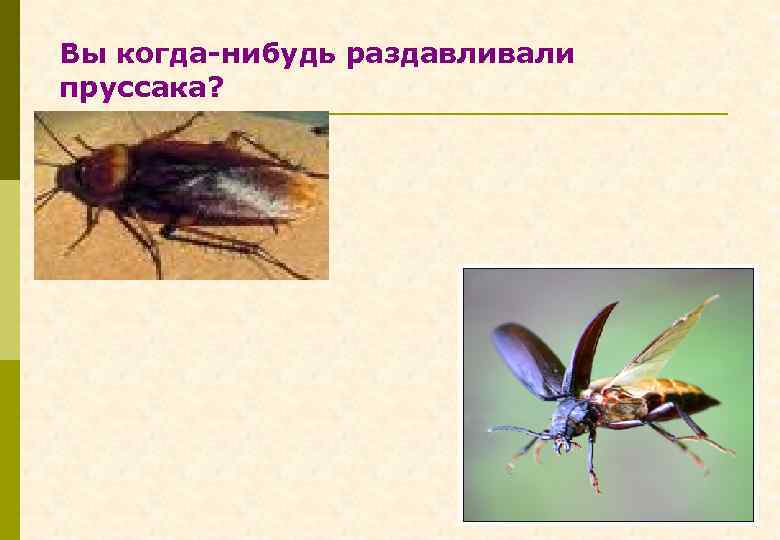 Вы когда-нибудь раздавливали пруссака? 