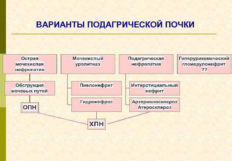 ВАРИАНТЫ ПОДАГРИЧЕСКОЙ ПОЧКИ 