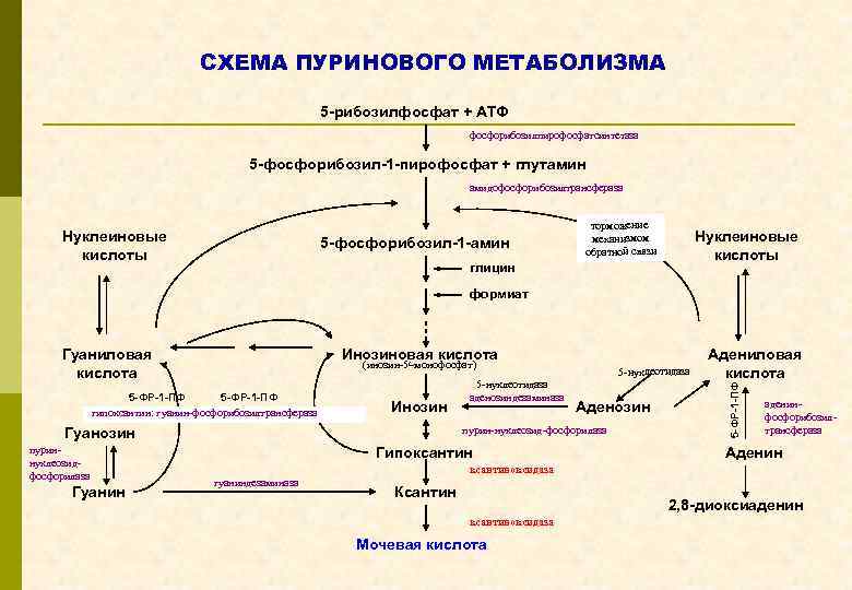 Схема образования мочевой кислоты