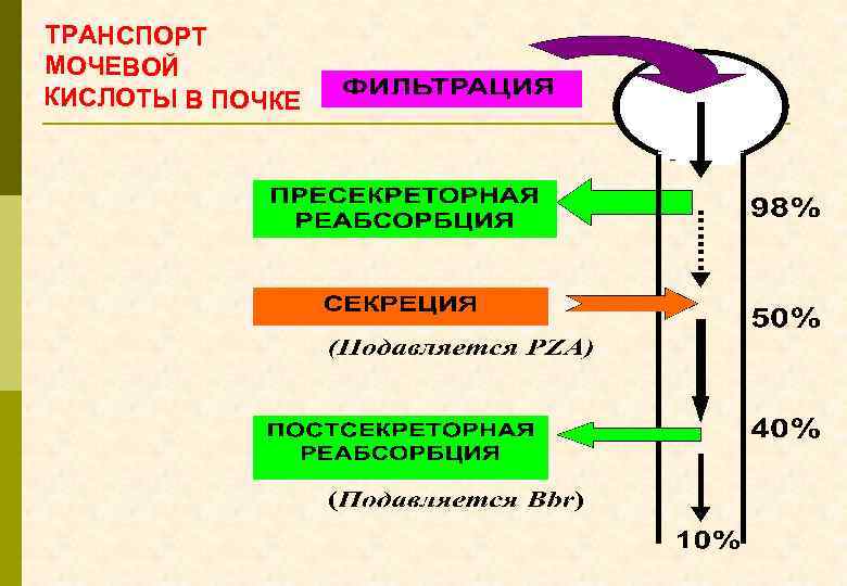 ТРАНСПОРТ МОЧЕВОЙ КИСЛОТЫ В ПОЧКЕ 