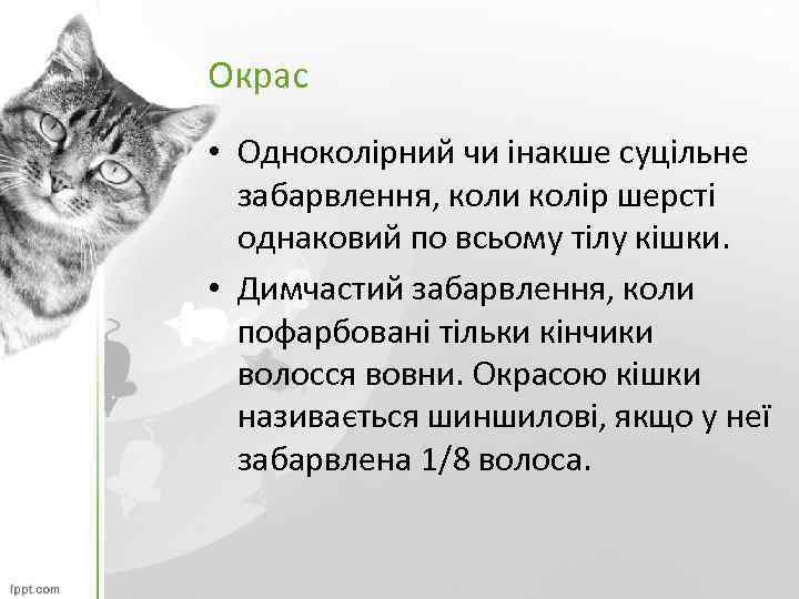 Окрас • Одноколірний чи інакше суцільне забарвлення, коли колір шерсті однаковий по всьому тілу