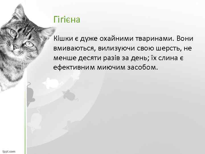 Гігієна Кішки є дуже охайними тваринами. Вони вмиваються, вилизуючи свою шерсть, не менше десяти