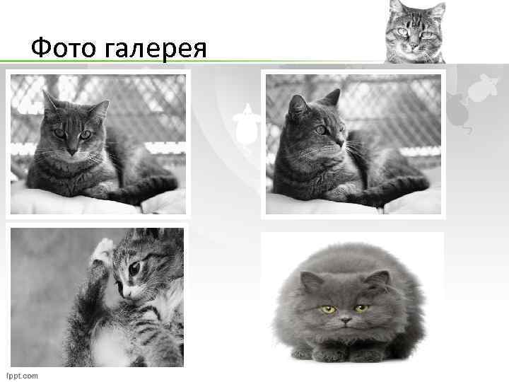 Фото галерея 