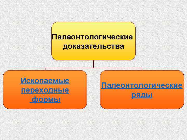 Палеонтологические доказательства Ископаемые переходные формы Палеонтологические ряды 