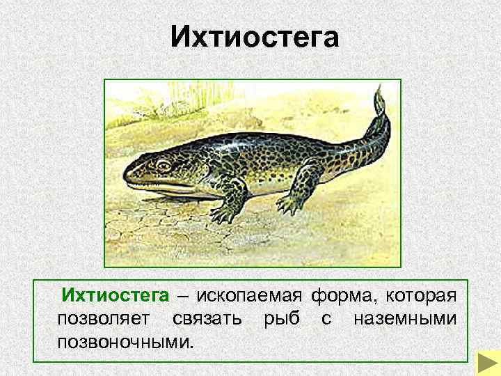 Ихтиостега – ископаемая форма, которая позволяет связать рыб с наземными позвоночными. 