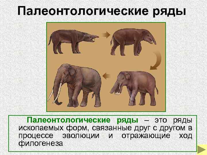 Палеонтологические ряды – это ряды ископаемых форм, связанные друг с другом в процессе эволюции