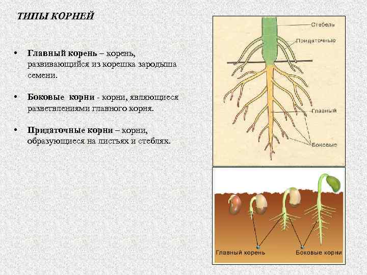 ТИПЫ КОРНЕЙ • Главный корень – корень, развивающийся из корешка зародыша семени. • Боковые