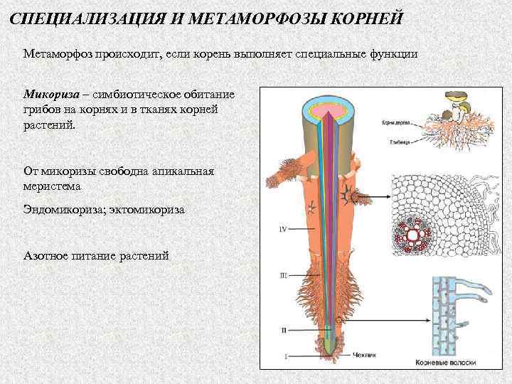 СПЕЦИАЛИЗАЦИЯ И МЕТАМОРФОЗЫ КОРНЕЙ Метаморфоз происходит, если корень выполняет специальные функции Микориза – симбиотическое