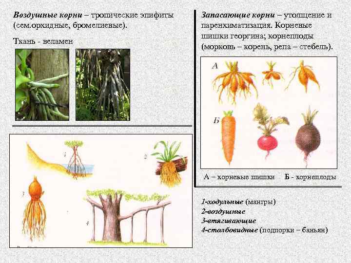 Воздушные корни – тропические эпифиты (сем. орхидные, бромелиевые). Ткань - веламен Запасающие корни –