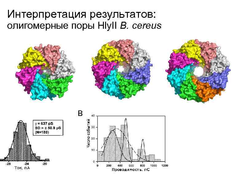 Интерпретация результатов: олигомерные поры Hly. II B. cereus 