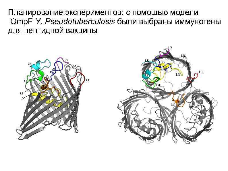 Планирование экспериментов: с помощью модели Omp. F Y. Pseudotuberculosis были выбраны иммуногены для пептидной