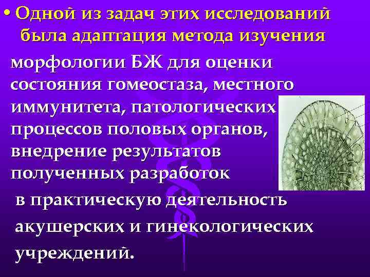  • Одной из задач этих исследований была адаптация метода изучения морфологии БЖ для