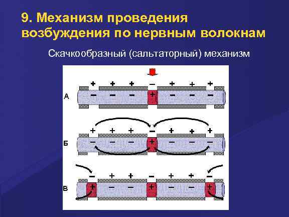 9. Механизм проведения возбуждения по нервным волокнам Скачкообразный (сальтаторный) механизм 