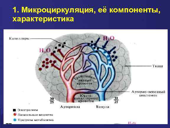 1. Микроциркуляция, её компоненты, характеристика 