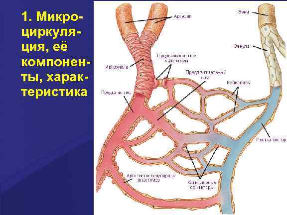 1. Микроциркуляция, её компоненты, характеристика 