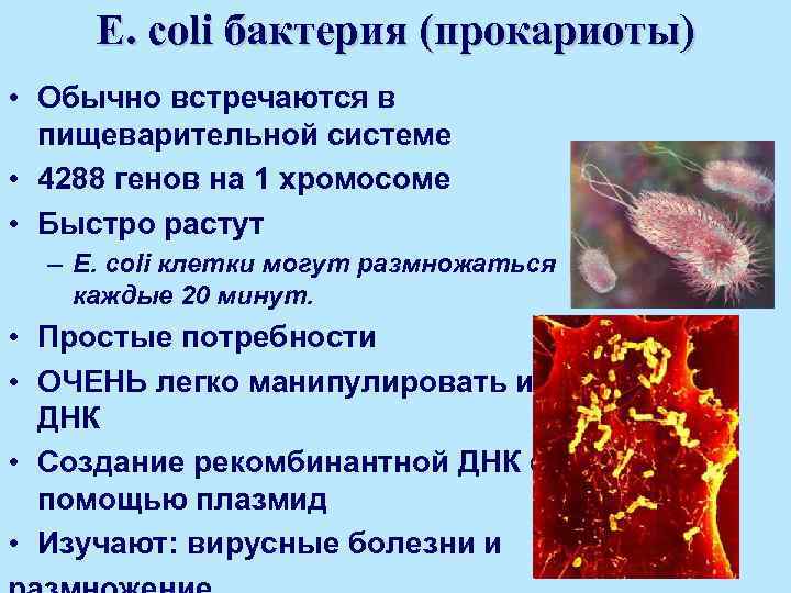 E. coli бактерия (прокариоты) • Обычно встречаются в пищеварительной системе • 4288 генов на