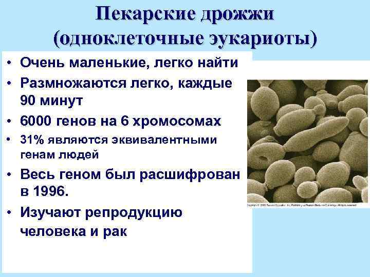 Пекарские дрожжи (одноклеточные эукариоты) • Очень маленькие, легко найти • Размножаются легко, каждые 90