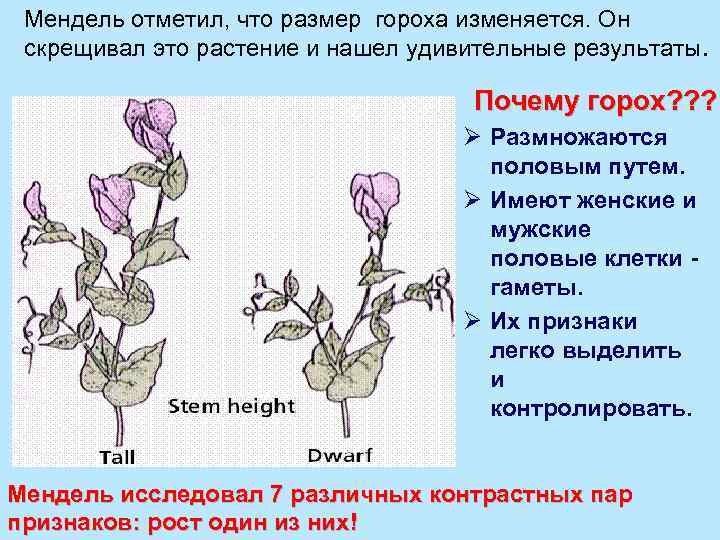 Скрещенные растения виды