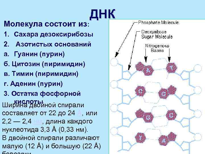 ДНК Молекула состоит из: 1. Сахара дезоксирибозы 2. Азотистых оснований a. Гуанин (пурин) б.