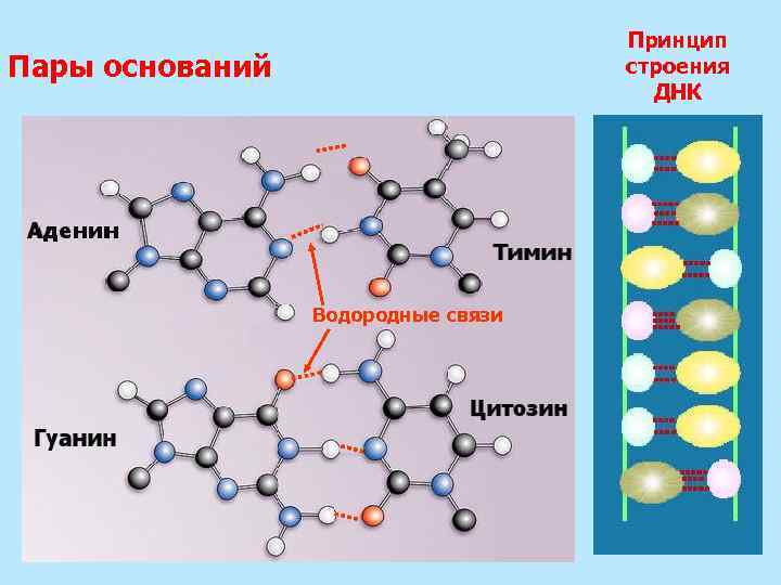 Структура какого вещества изображена на рисунке