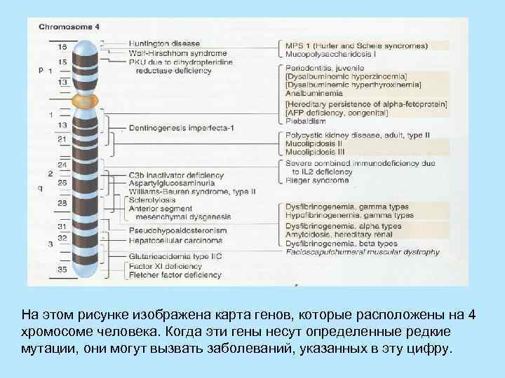 1 хромосома человека