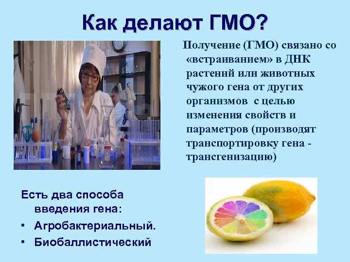 Как делают ГМО? Получение (ГМО) связано со «встраиванием» в ДНК растений или животных чужого