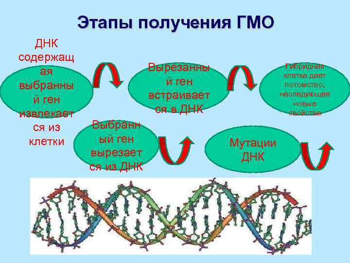 Гмо днк. Этапы получения ГМО. Этапы создания генетически модифицированных растений.