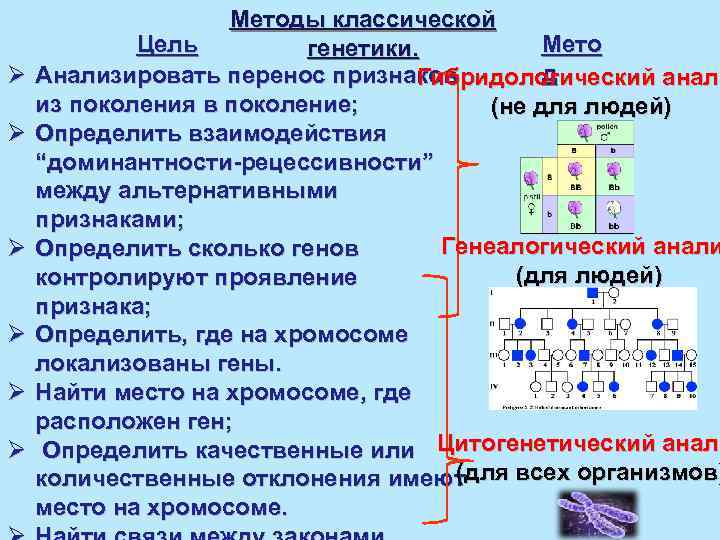 Ø Ø Ø Методы классической Цель Мето генетики. д Анализировать перенос признаков Гибридологический анали