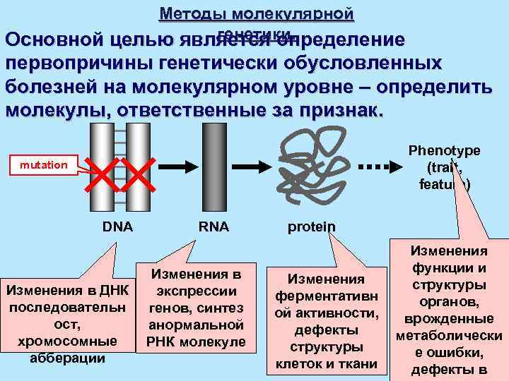 Молекулярный метод. Методы молекулярной генетики. Методы молекулярной биологии. Этапы молекулярно генетического метода. Этапы молекулярно-генетических методов исследования.