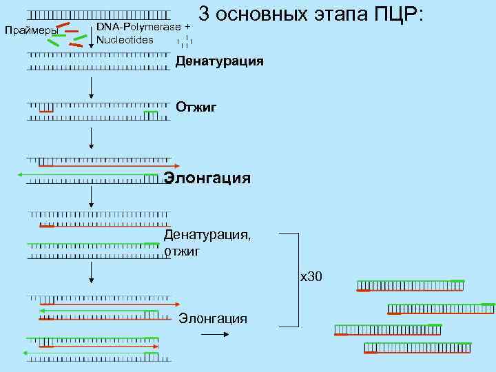 Праймеры DNA-Polymerase + Nucleotides 3 основных этапа ПЦР: Денатурация Отжиг Элонгация Денатурация, отжиг x