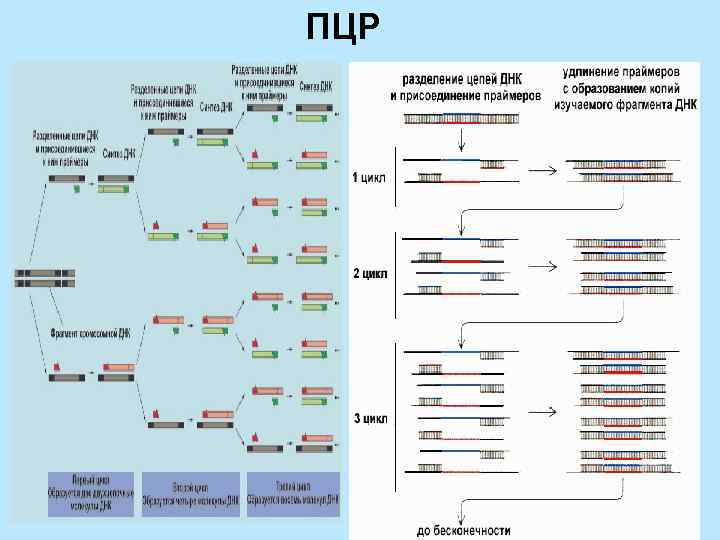 ПЦР 