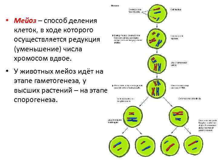 Процесс мейоза рисунок